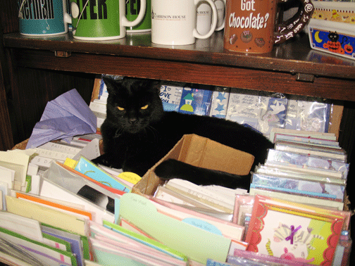 Garrison House's cat Fang sleeping in the greeting cards